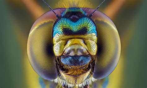 Face Your Fears Extreme Creepy Crawly Close Ups In Pictures