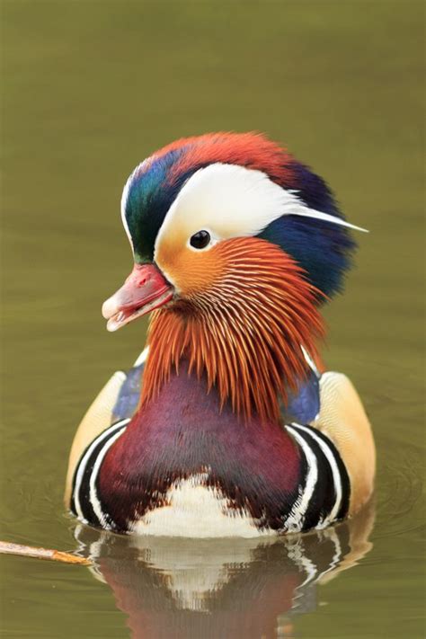 See more ideas about mandarin duck, mandarins, duck. Mandarin duck🌹💖 - Animals Photo (42843587) - Fanpop