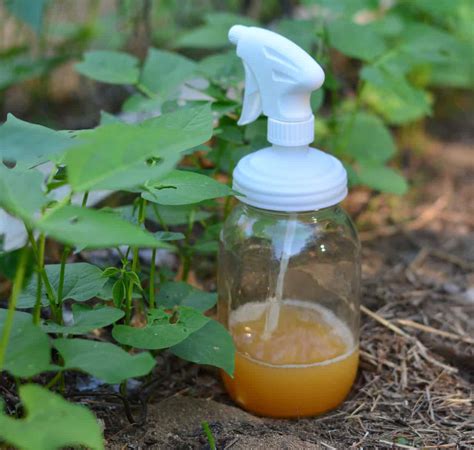 Diy Organic Aphid Spray Recipe For The Garden The Prairie Homestead