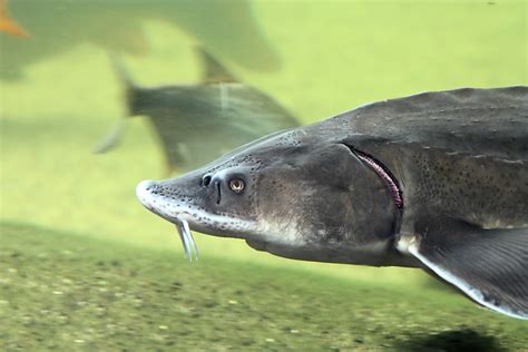 It is found in azerbaijan, bulgaria, georgia, iran, kazakhstan, romania, russia, turkey, turkmenistan, and ukraine. Russischer Stör, Waxdick (Acipenser gueldenstaedtii ...
