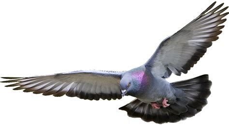Download Pigeon Picture Hq Png Image Freepngimg