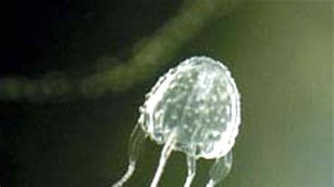 Irukandji Jellyfish On The Move Down Queenslands Coast Expert Says