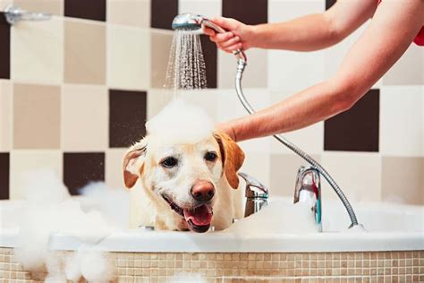 How Often Should You Wash Your Dog Petz