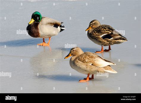 Black And White Ducks Hi Res Stock Photography And Images Alamy