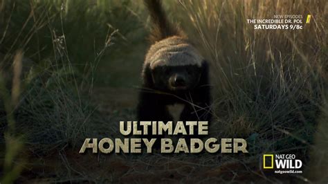 National Geographic Wild Ultimate Honey Badger 2015 Avaxhome