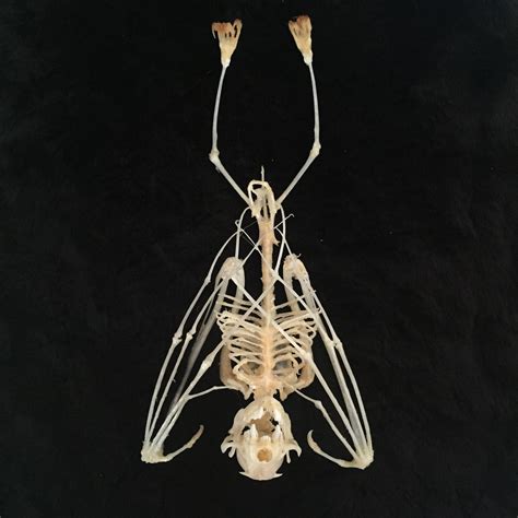 Sleeping Bat Skeleton Crânios Esqueletos Ossos
