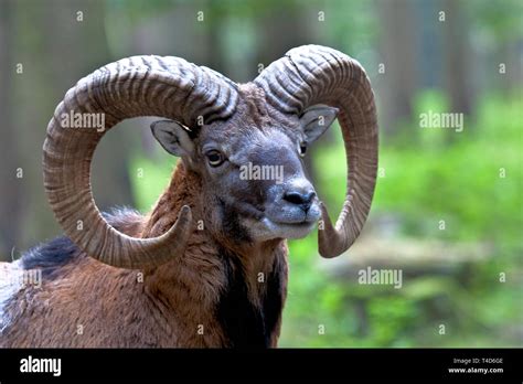 The European Mouflon Ovis Orientalis Musimon Is The Westernmost And