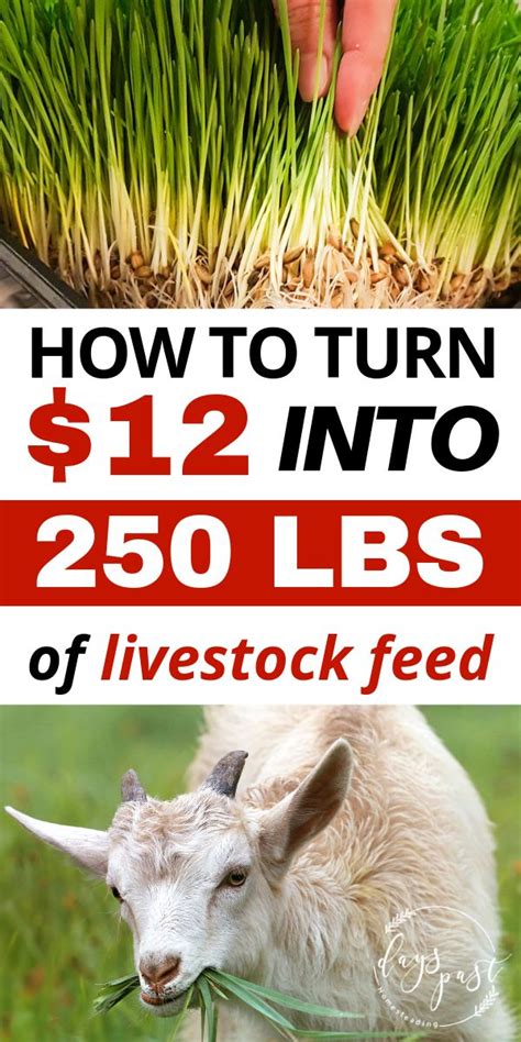 Check spelling or type a new query. DIY Fodder System turns $12 into 250lbs of livestock feed in 5 mins a day! in 2020 | Fodder ...