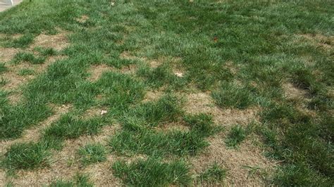 How To Fix 10 Common Lawn Problems Blades Landscaping
