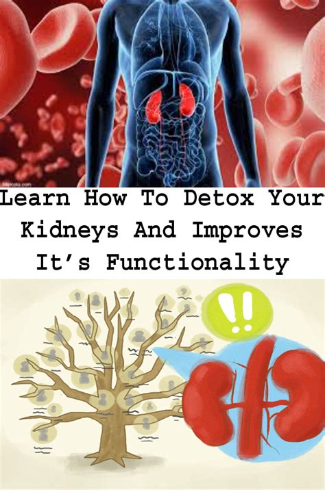 Learn How To Detox Your Kidneys And Improves Its Functionality