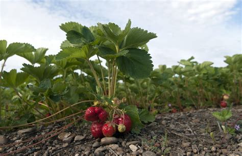 Gardening: Early spring is best time to plant strawberries | The ...