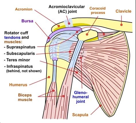 The Anatomy Of The Shoulder And Arm