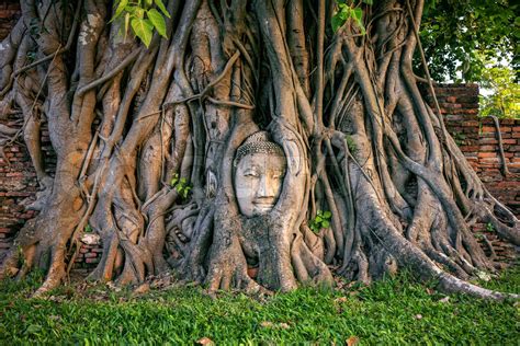 Buddha Head In Fig Tree At Wat Mahathat Ayutthaya Historical Park