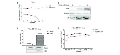 Vero cells are a lineage of cells used in cell cultures.1 the 'vero' lineage was isolated from kidney epithelial this line is a clone from vero 76. | The Tet-On 3G NS1-expressing Vero cell line facilitates ...