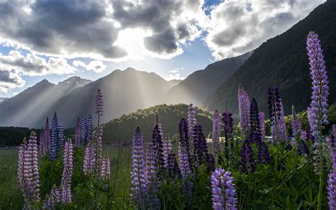 Download Wallpaper 3840x2400 Lupine Flowers Mountains