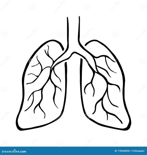 Human Lungs Black And White Illustration Simple Internal Organs Sketch
