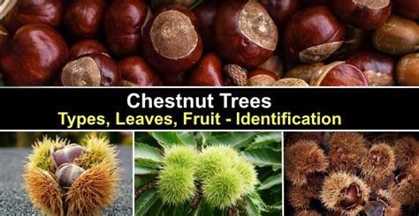 Chestnut Trees Types Leaves Fruit American European And More