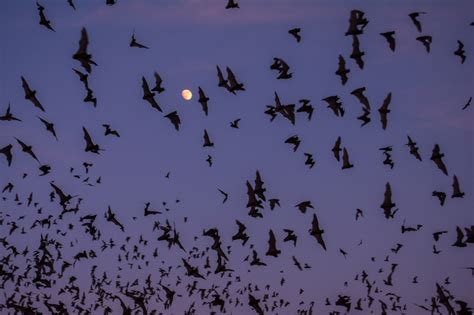 Bats Superheroes In The Night Sky Your Connection To Wildlife