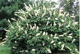 Photos of Large Flowering Shrubs For Shade