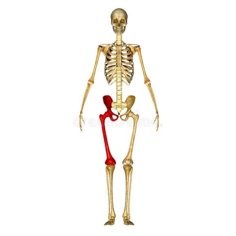 Skeleton Hip And Femur Bones Stock Illustration Illustration Of