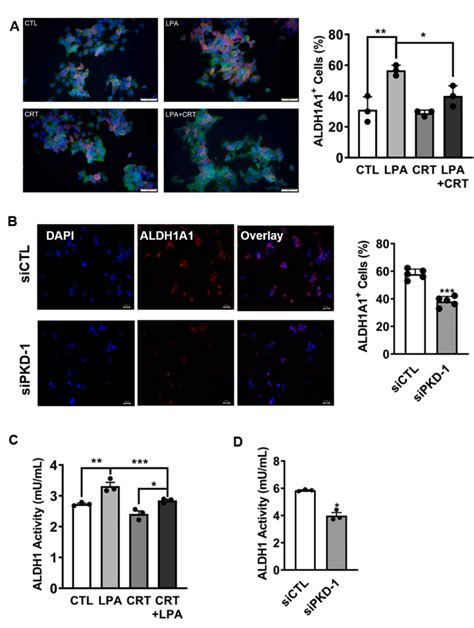 Cells Free Full Text Protein Kinase D1 Signaling In Cancer Stem