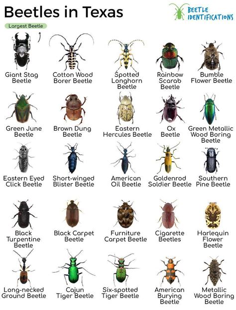 Types Of Beetles In Texas With Pictures