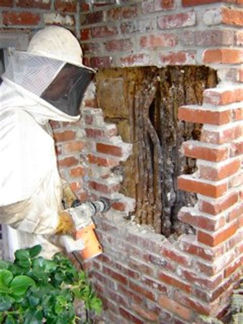 Orders received by thursday 8:00 am (est) will ship the following week. Bee Removal & Cutouts | St. Clair Beekeepers Association
