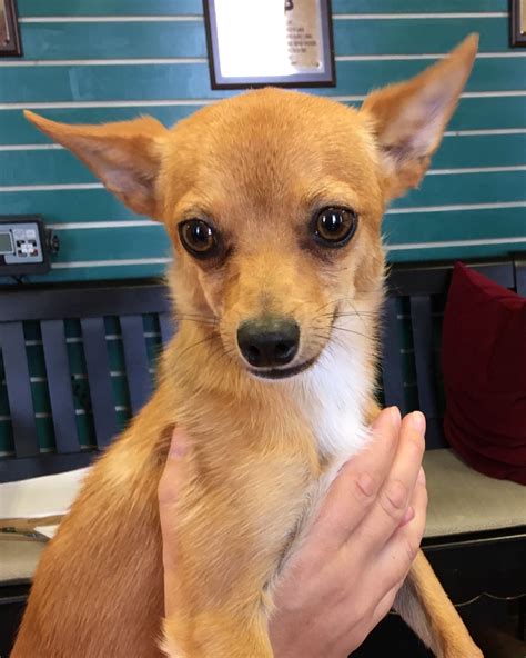 Chihuahua Dog For Adoption In Amarillo Tx Adn 646680 On Puppyfinder