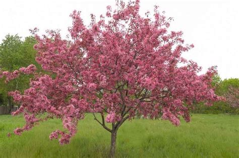 Malus Adams Crabapple Flowering Crabapple Trees To Plant
