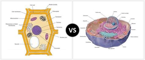 We did not find results for: 12 Major Difference between Cell Membrane and Cell Wall ...