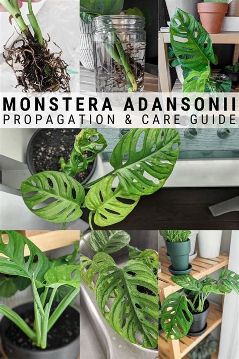 But true obliquas are extremely rare, so you can be sure that anything labeled as such is actually monstera adansonii. Monstera Adansonii Propagation and How to Care For Your ...