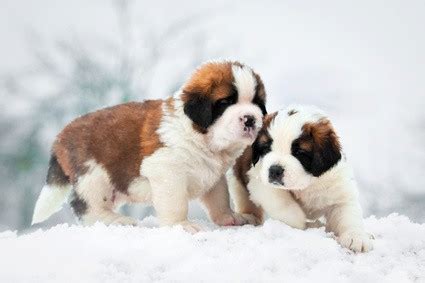 For instance, large breed puppy food is low in calcium and phosphorus, that may affect some medium breed pups. Best Puppy Food for Large Breeds (2021)