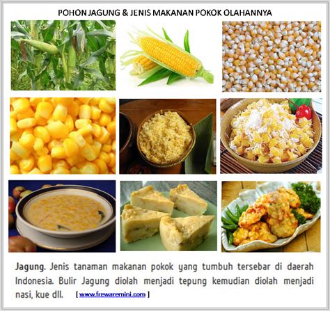 Gambar pohon jagung manfaat khasiats gambar pohon jagung posted 5 july 2019 12 51 sumber gambar : GAMBAR JENIS TUMBUHAN-TANAMAN MAKANAN POKOK | freewaremini