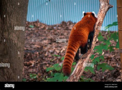 Red Panda Climbing Up A Catwalk In An Enclosure At The John Ball Zoo