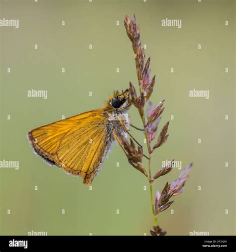 Thymelicus Sylvestris Known As The Small Skipper Butterfly Stock Photo
