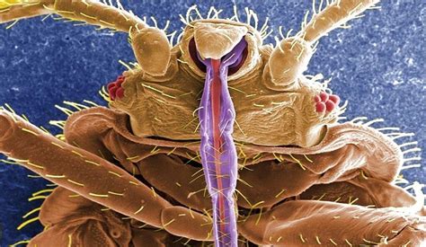 6 Horrifying Bed Bug Facts For The Hotel Lodging Industry
