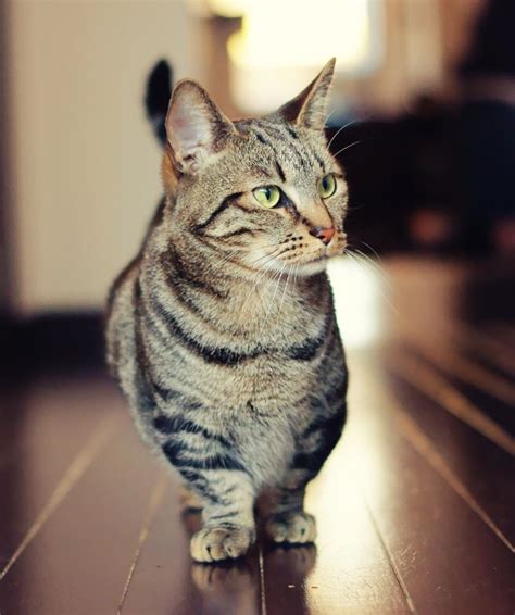 Dwarf Cats Everything You Need To Know About Feline Dwarfism Cattime