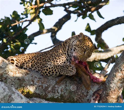 Leopard Is Eating Prey On The Tree National Park Kenya Tanzania