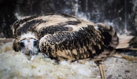 Archive | zprávy ze světa. Další sup mrchožravý ze Zoo Praha vyrazil do světa. Posílí ...