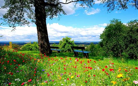 Hd Wallpaper A Beautiful Spring Day Calm Park Nature Flowers