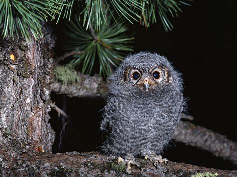 Crisis Cute Baby Owl