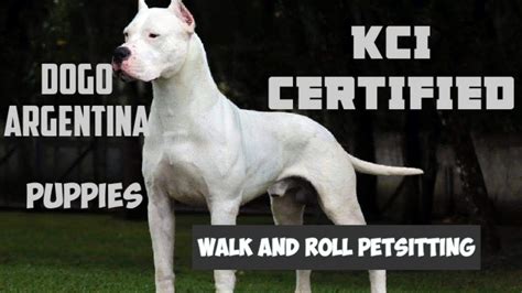 No shipping.this is going to be a pretty. Dogo Argentino Price In India 2020