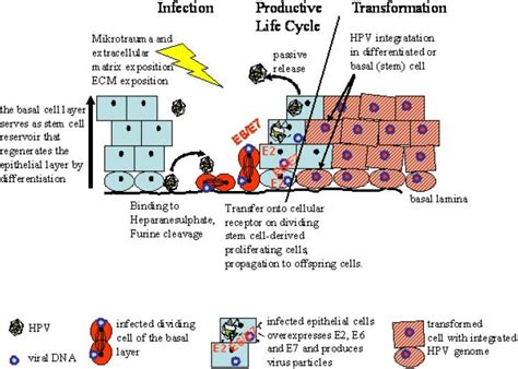 The Hpv Life Cycle Involves Epithelial Stem Cell Like Cells Through