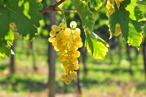 The Best Sussex Vineyard Tours 2024 Guide
