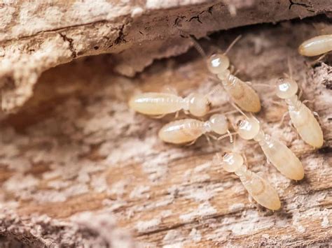 How To Spot Termite Activity Around Your Home Our Top 6 Signs Weepa