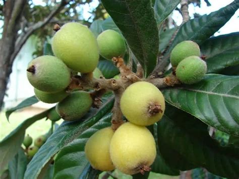 10 Best Fruit Trees For Southern California Backyard Growers