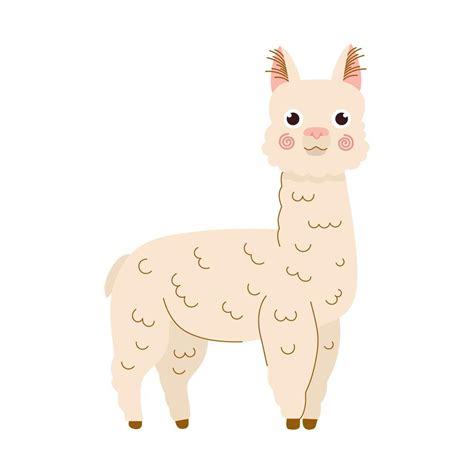 Llama Cartoon Illustration Alpaca Vector Illustration Isolated On
