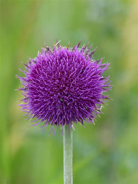 Purple Round Flower · Free Stock Photo