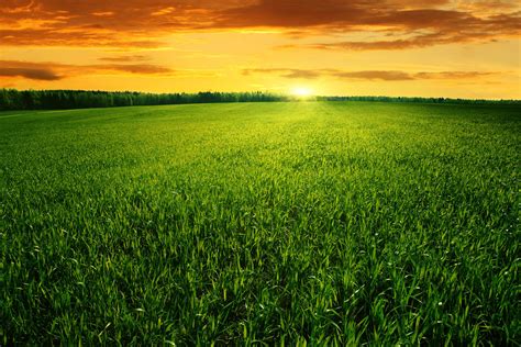Field Of Green Grass And Bright Sunset By Macinivnw On Deviantart