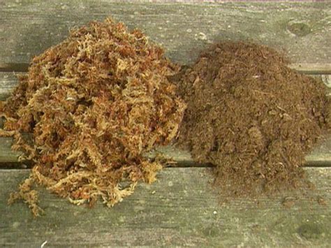 Peat comes from decayed sphagnum moss that has been composting for millions of years, which is then mined out. Sphagnum Moss vs Peat Moss | Balcony Garden Web